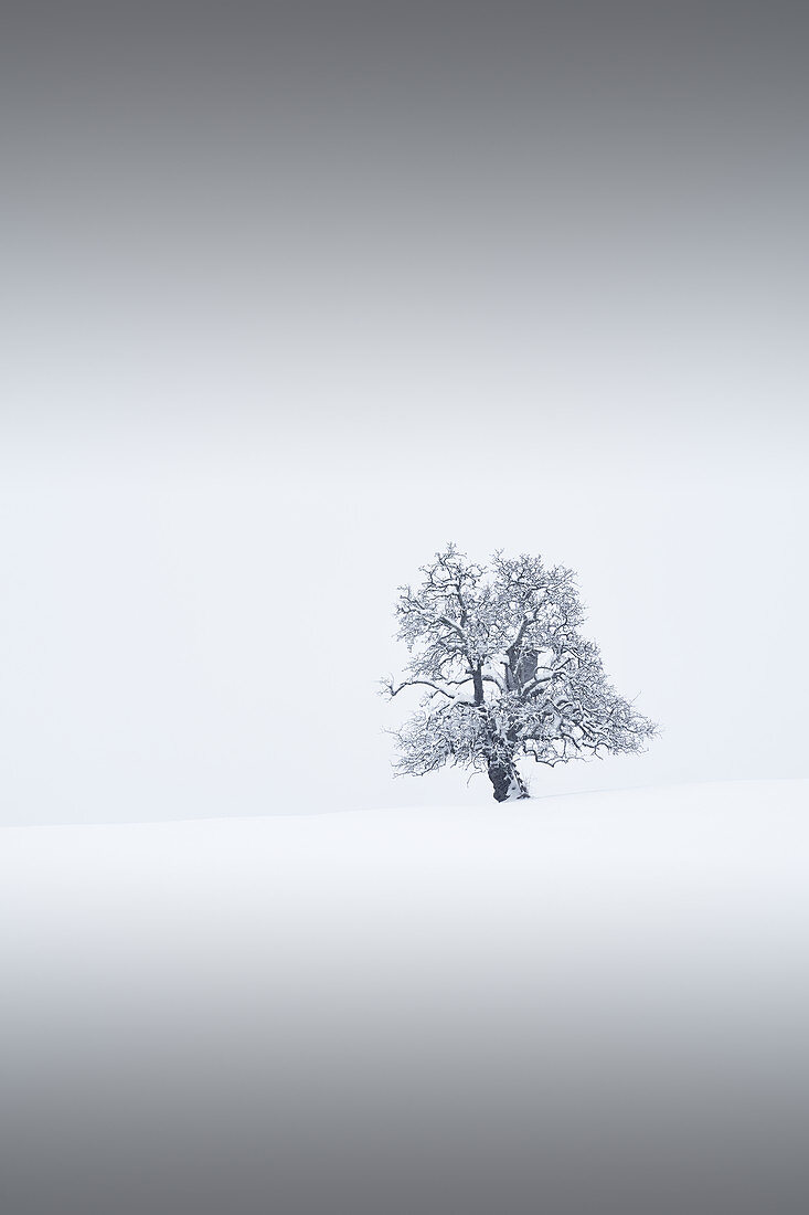 Lonely tree in winter, Ennstal, Upper Austria, Austria.