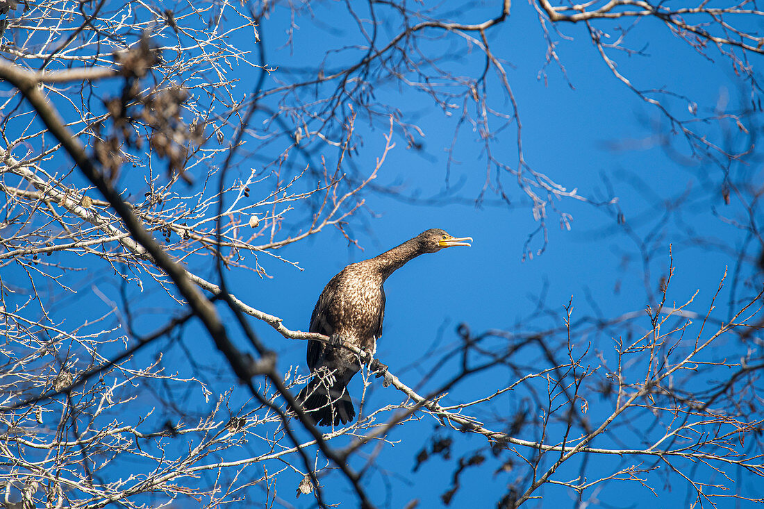 Portrait eines Kormoran im Baum vor blauem Winterhimmel, Deutschland, Brandenburg