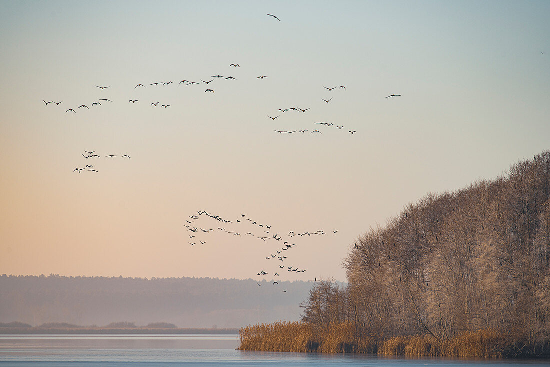Komoran colony fly from their roosts over the frozen lake, Germany, Brandenburg