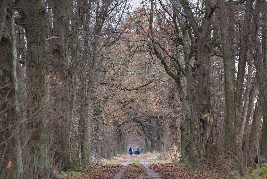 Walkers run on path in wintry Brandenburg through an old tree avenue, Germany