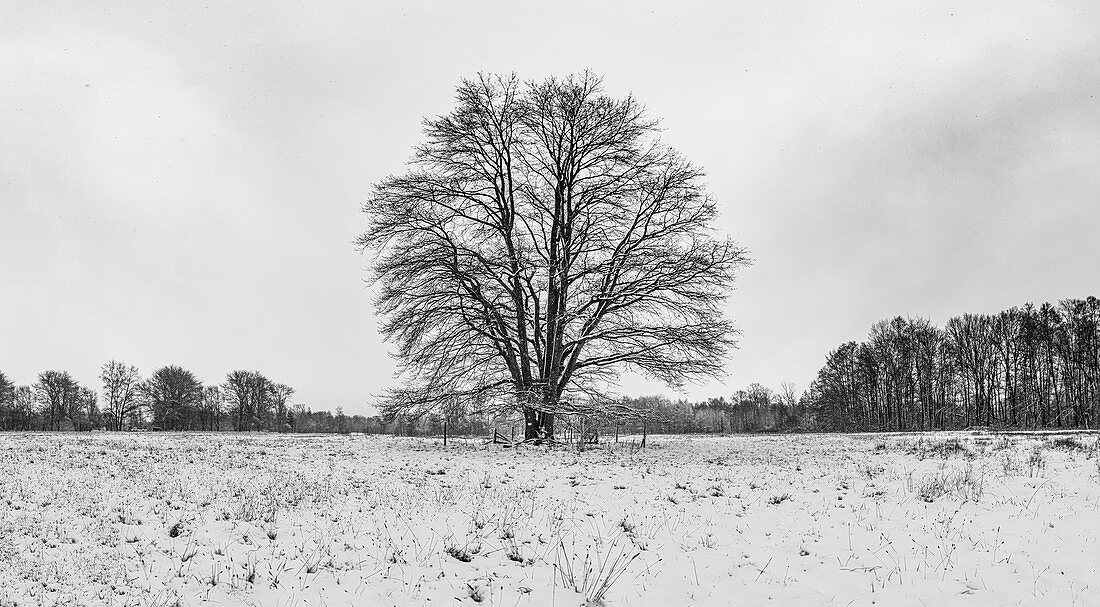 Old, single field tree on natural pasture in the snow, black and white, Germany, Brandenburg, Spreewald