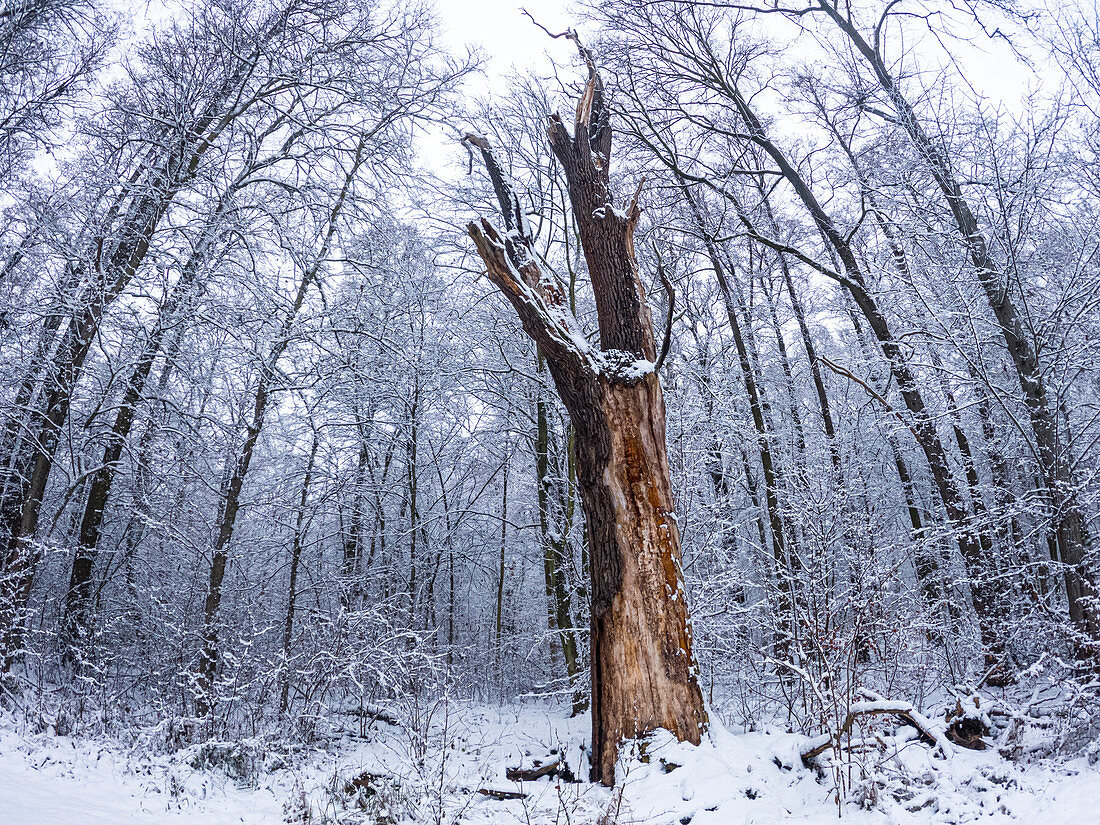 Old broken English oak between snow-covered beeches and alders, Germany, Brandenburg, Spreewald