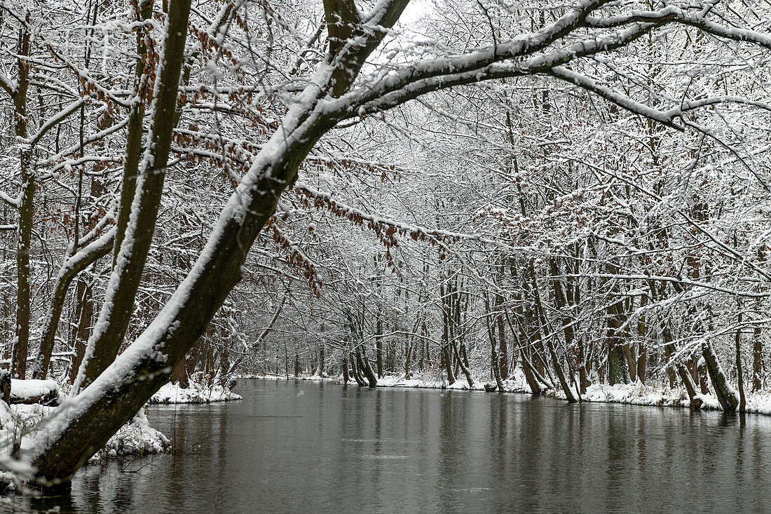 River landscape in the snow, Germany, Brandenburg, Spreewald