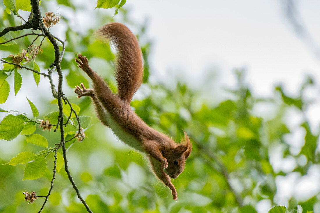 Eichhörnchen springt wagemutig vom Baum in die Tiefen, Deutschland, Brandenburg