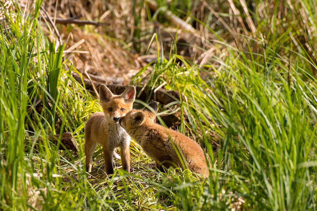 Playing red fox puppies in the warming light of the spring sun, Germany, Brandenburg