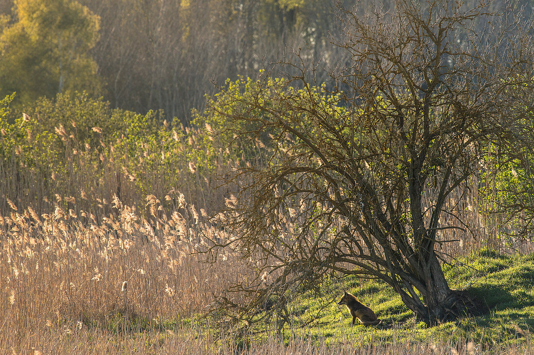 Red fox sits under a tree and watches over his territory, Germany, Brandenburg