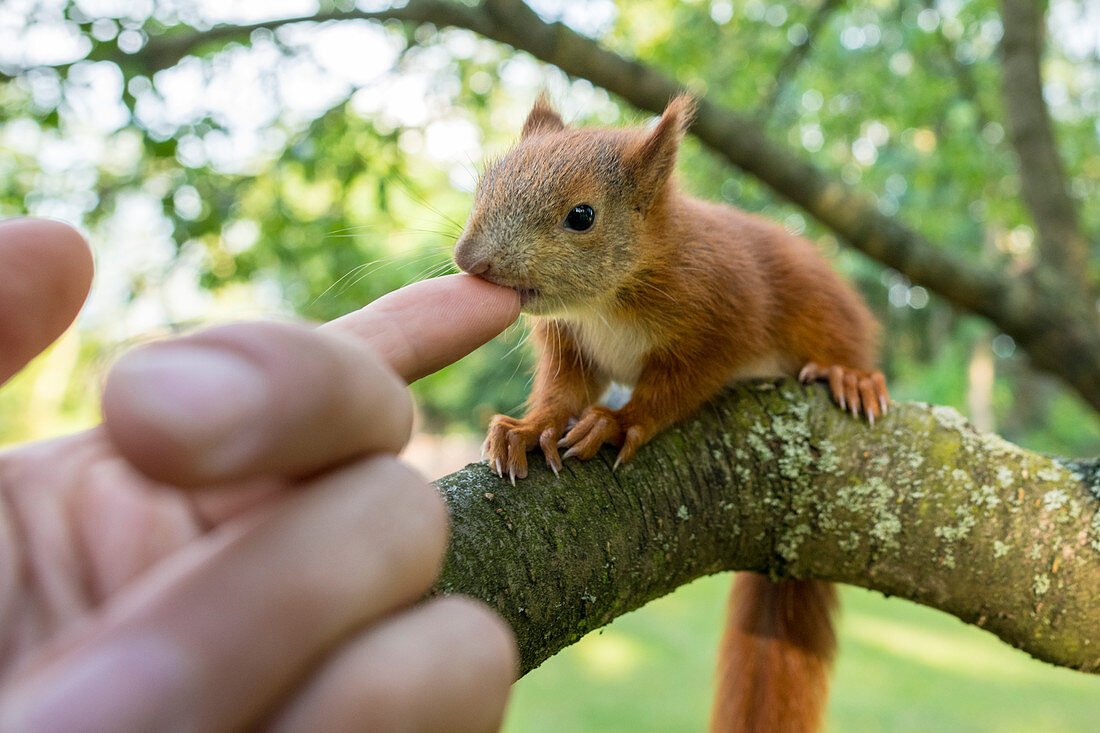 Gerettetes Baby Eichhörnchen Findelkind nuckelt an Hand, Deutschland, Brandenburg