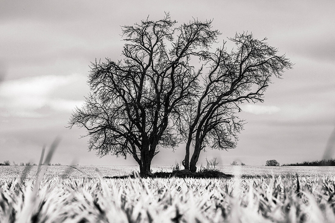 Winter ladnschaft field trees on arable landscape, negative development, Germany, Brandenburg