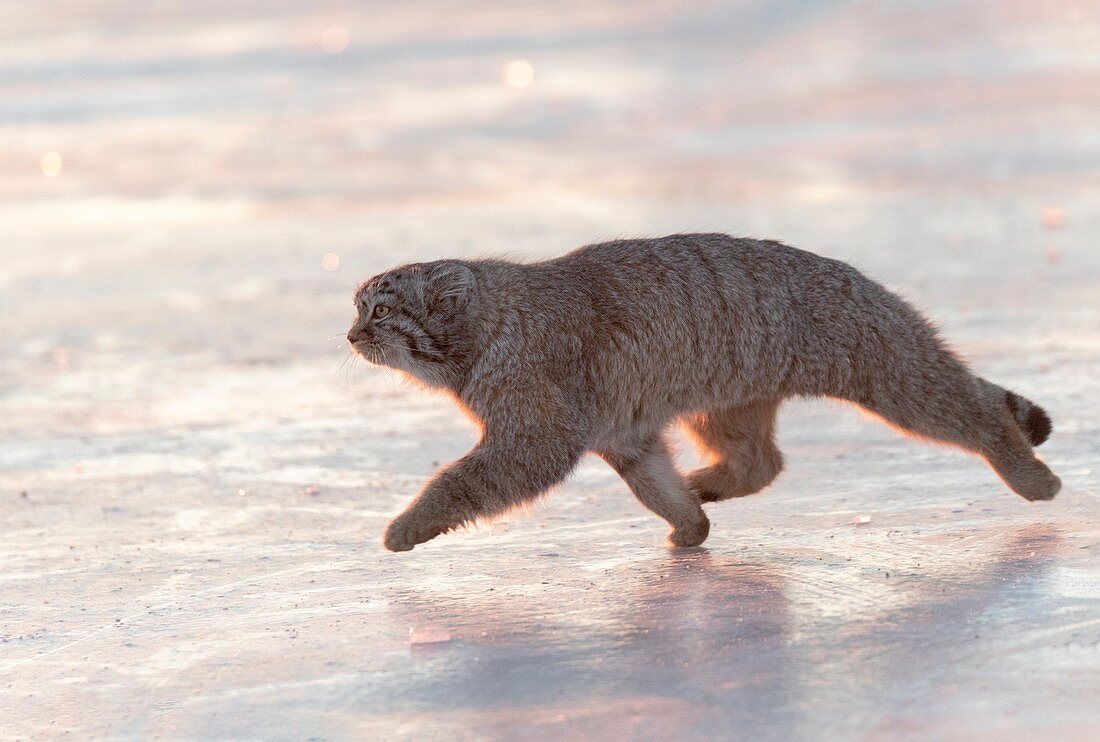 Asie, Mongolie, Est de la Mongolie, Steppe, Chat de Pallas Otocolobus manul), se déplace en marchant // Asia, Mongolia, East Mongolia, Steppe area, Pallas's cat (Otocolobus manul), moving, walking