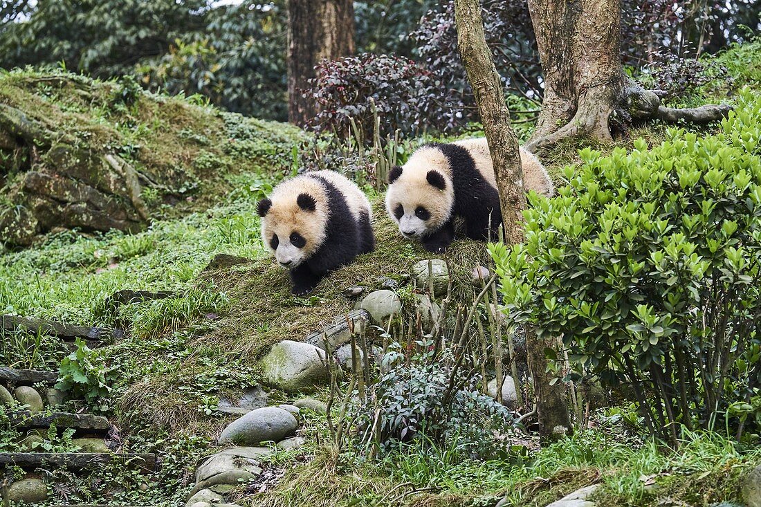 China, Sichuan province, Ya'an, Bifengxia Panda base