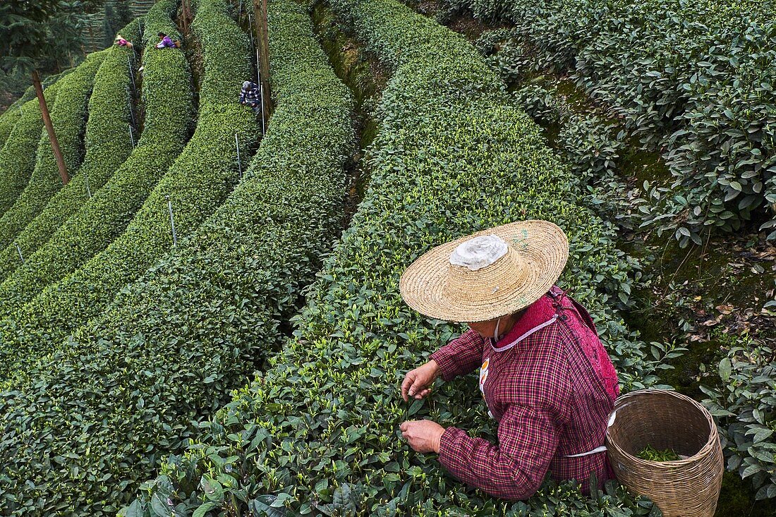 China, Provinz Sichuan, Mingshan, Statue von Wu Lizhen, Teegarten, Teepflücker, der Teeblätter pflückt