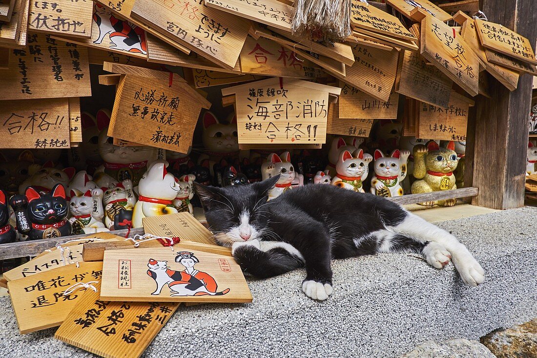 Japan, Tokio, Katzentempel von Gotoko-ji