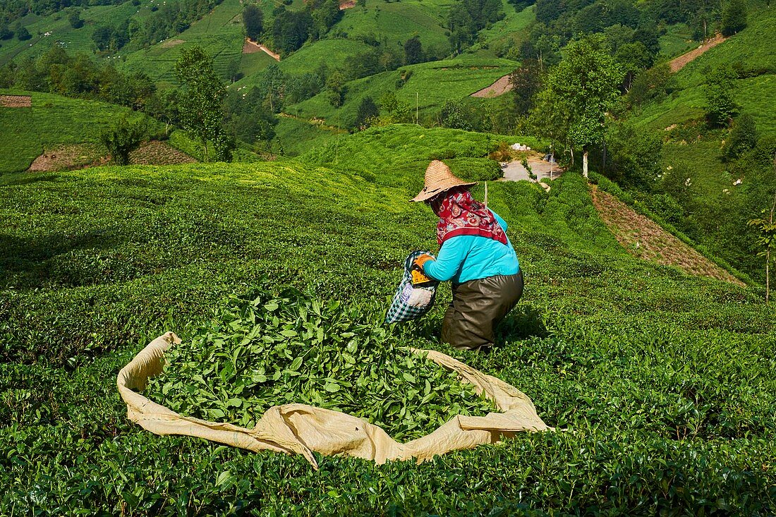 Türkei, Schwarzmeerregion, Teeplantage in den Hügeln bei Trabzon in Anatolien