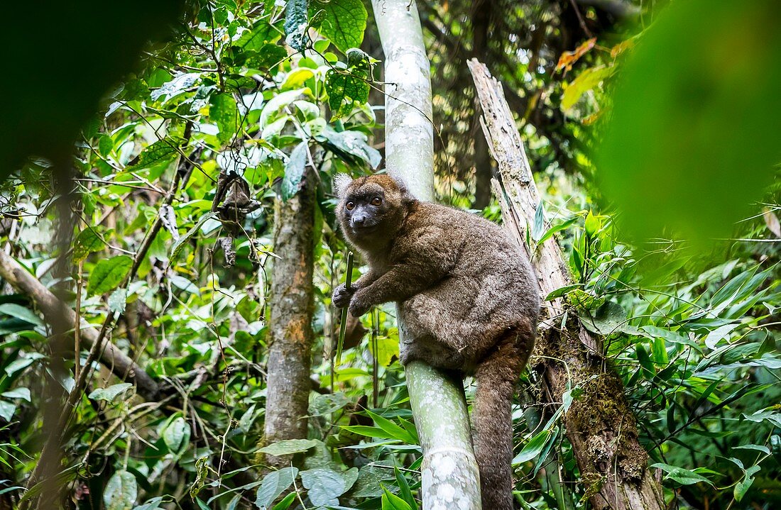 Lemur (Prolemur simus), in Ranomafana National Park. Madagascar, Africa