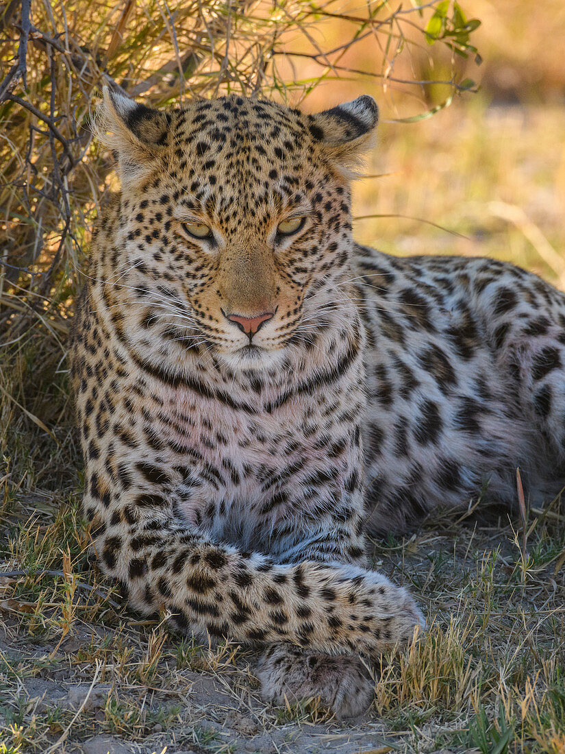 Female Leopard (Panthera pardus), resting in the shade of a tree, Bushman Plains, Okavango Delta, Botswana, Africa