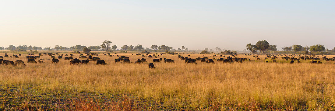 Herd of African buffalo (Cape Buffalo) (Syncerus caffer), Bushman Plains, Okavango Delta, Botswana, Africa