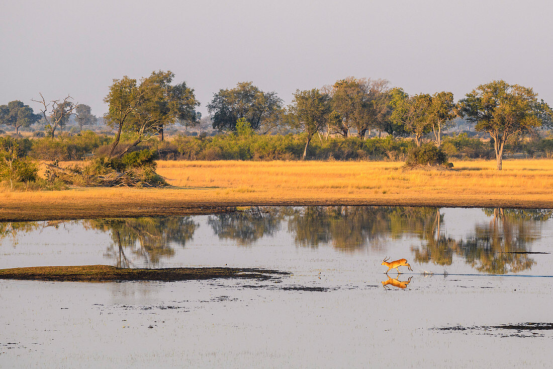 Luftansicht von Red Lechwe (Süd-Lechwe) (Kobus leche), Okavango-Delta, Botswana, Afrika