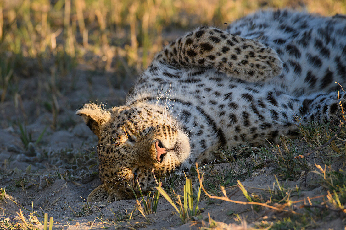 Female Leopard (Panthera pardus), Bushman Plains, Okavango Delta, Botswana, Africa