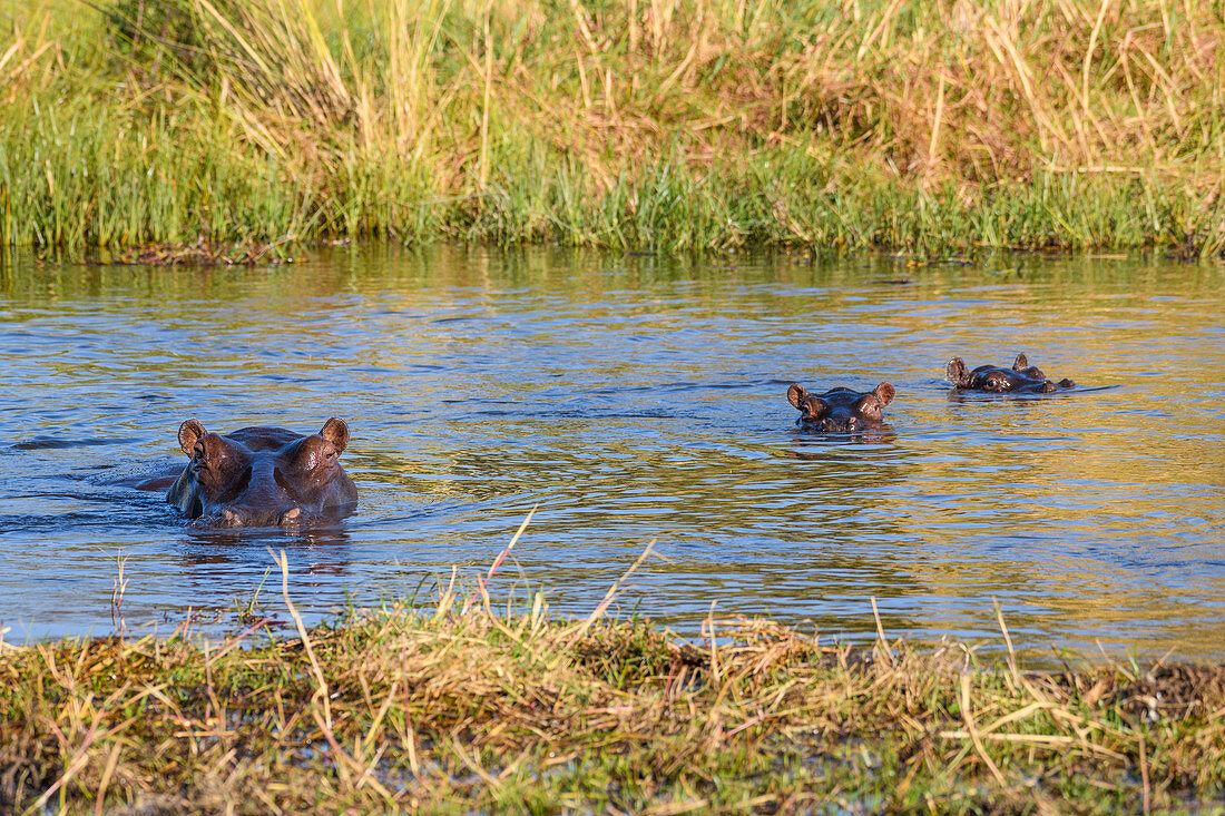 Hippopotamu (Hippopotamus amphibius) mother and two young, Khwai Private Reserve, Okavango Delta, Botswana, Africa