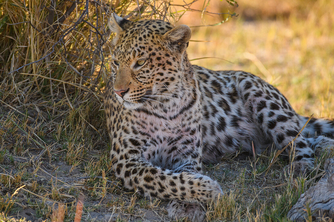 Weiblicher Leopard (Panthera pardus), der im Schatten eines Baumes, Buschmann-Ebenen, Okavango-Delta, Botswana, Afrika ruht