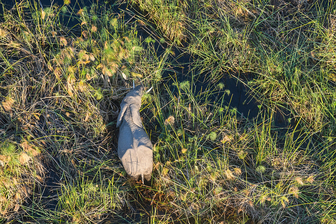 Luftaufnahme des afrikanischen Elefanten (Loxodonta africana) unter Papyrus, Macatoo, Okavango Delta, Botswana, Afrika