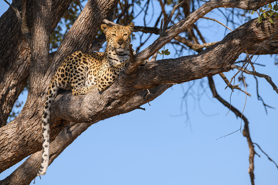 Weiblicher Leopard (Panthera pardus) in einem Baum, Khwai Private Reserve, Okavango Delta, Botswana, Afrika