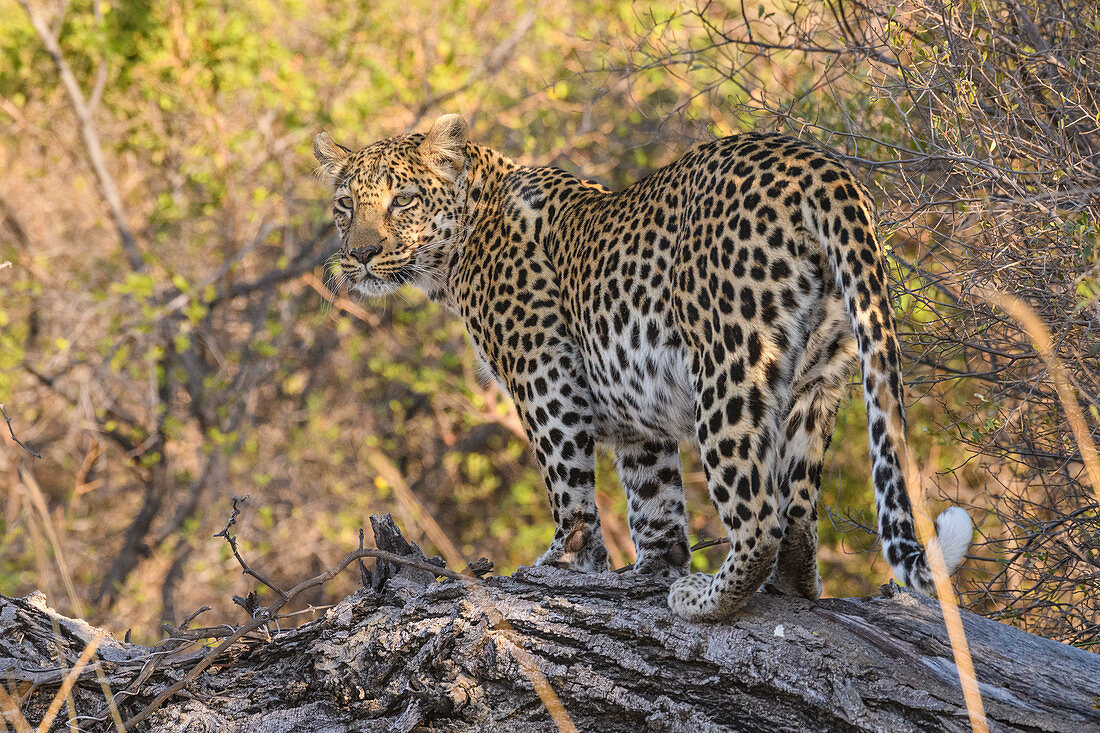 Leopard (Panthera pardus), Khwai Private Reserve, Okavango Delta, Botswana, Afrika