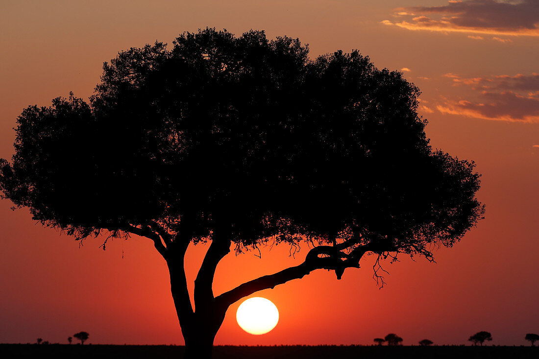 Acacia tree silhouette at sunset, Masai Mara National Park, Kenya, East Africa, Africa