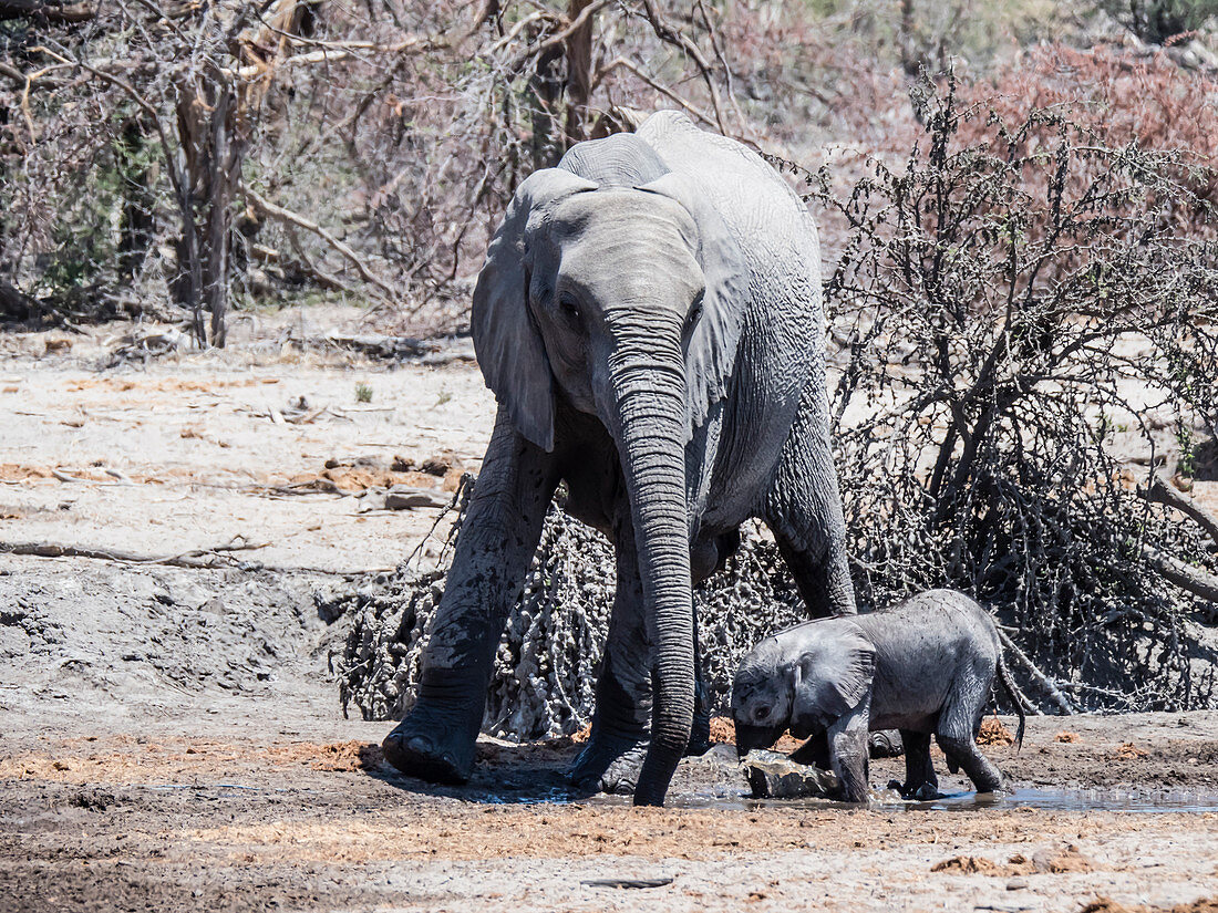 Mother and calf African elephant (Loxodonta africana), at a watering hole in the Okavango Delta, Botswana, Africa