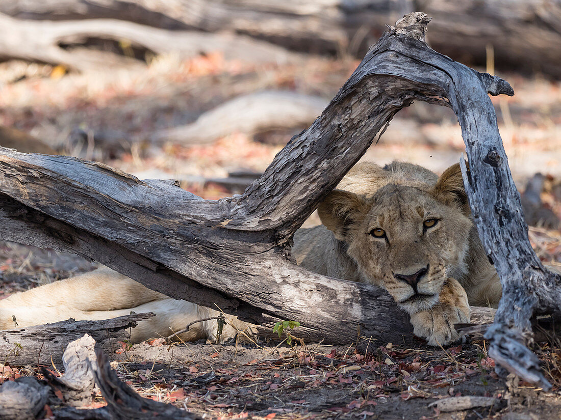 An adult lioness (Panthera leo), head detail in Chobe National Park, Botswana, Africa