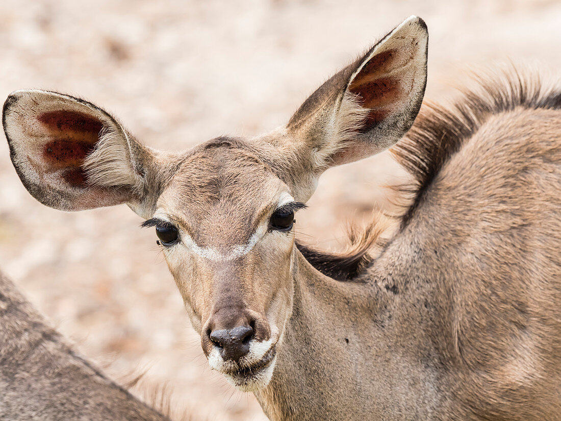 Weiblicher größerer Kudu (Tragelaphus strepsiceros), Chobe-Nationalpark, Botswana, Afrika