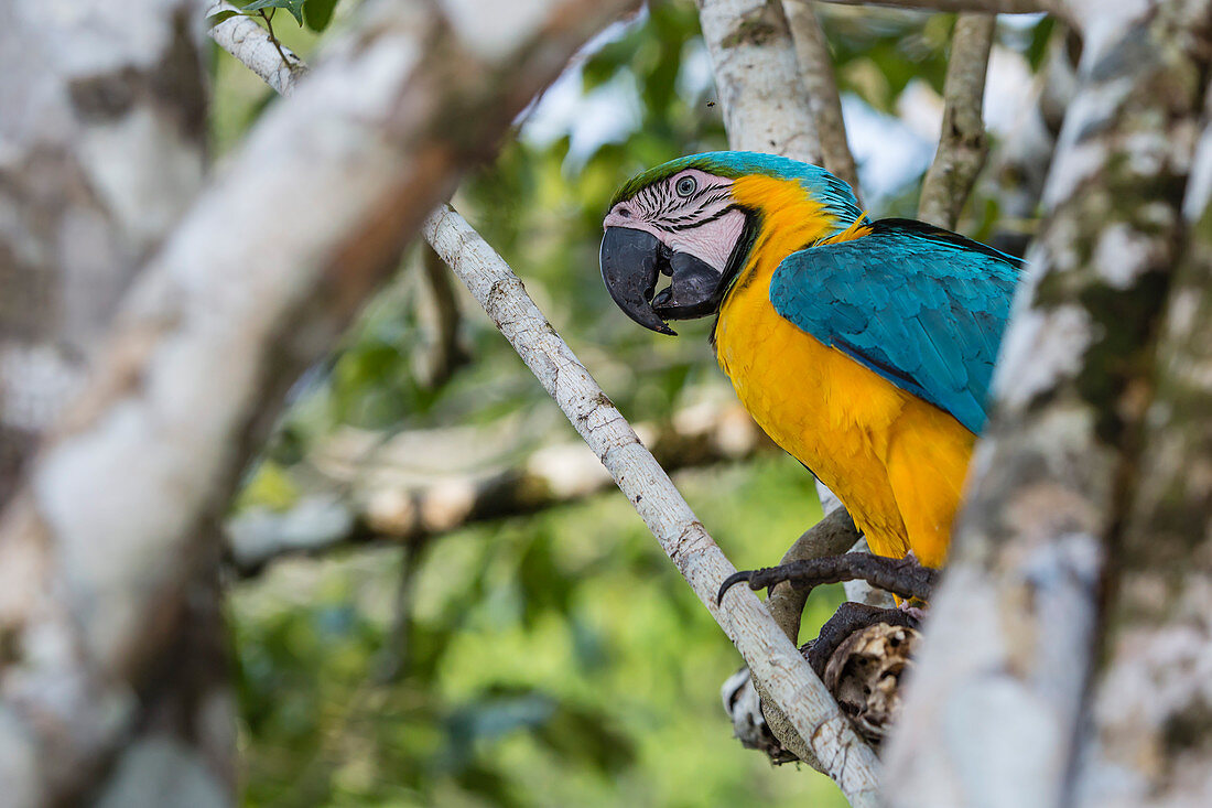 Adult blue-and-yellow macaw (Ara ararauna), Amazon National Park, Upper Amazon River Basin, Loreto, Peru, South America