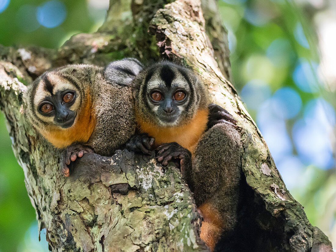 Adult Spix's night monkeys (Aotus vociferans), in Nauta Cano, Amazon River Basin, Iquitos, Peru, South America