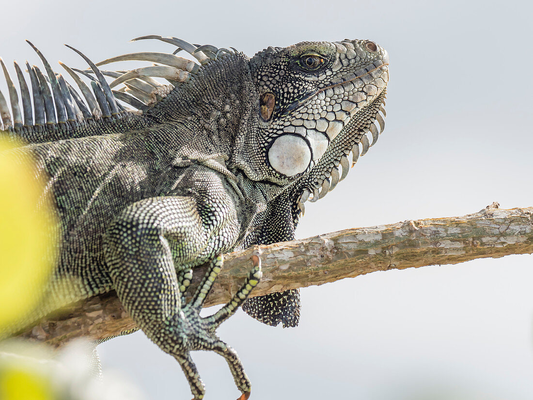An adult Green Iguana (Iguana iguana), basking in the sun on the Yanayacu River, Amazon Basin, Loreto, Peru, South America