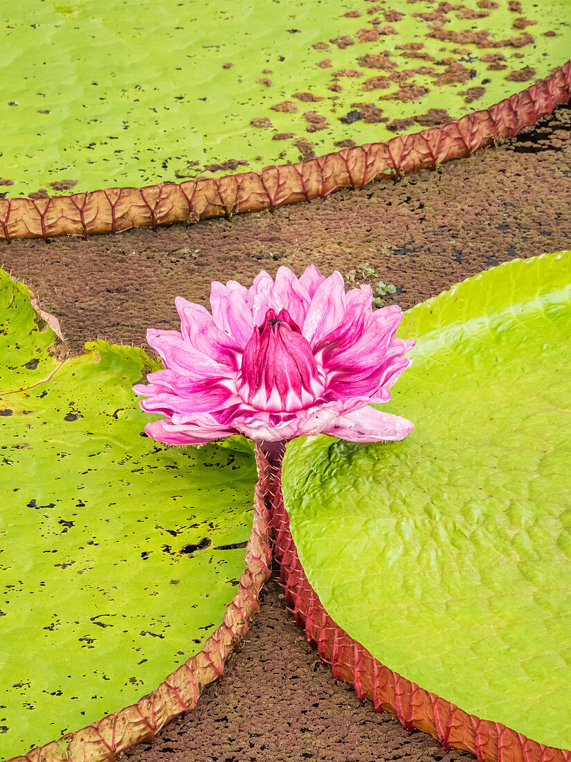 Eine große Gruppe von Victoria Seerose (Victoria amazonica), auf Rio El Dorado, Nauta, Peru, Südamerika