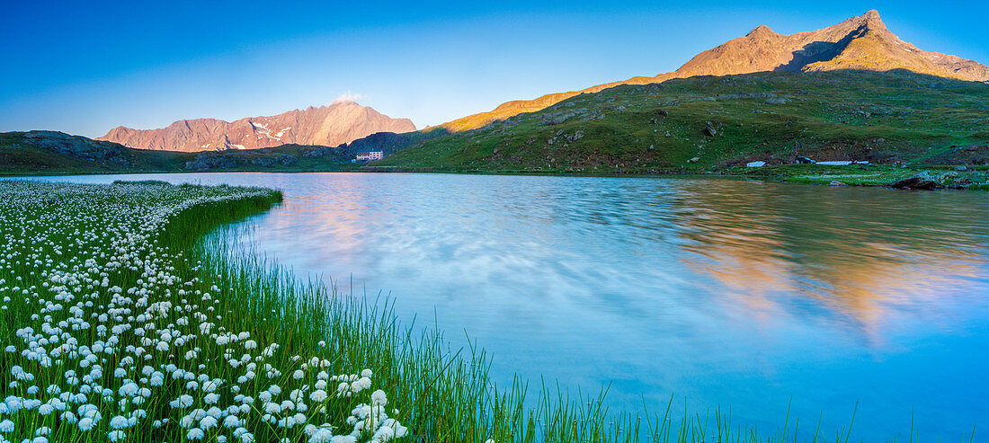 Panorama des Monte Gavia gespiegelt in Lago Bianco, umgeben von Wollgras, Gavia Pass, Valfurva, Valtellina, Lombardei, Italien, Europa