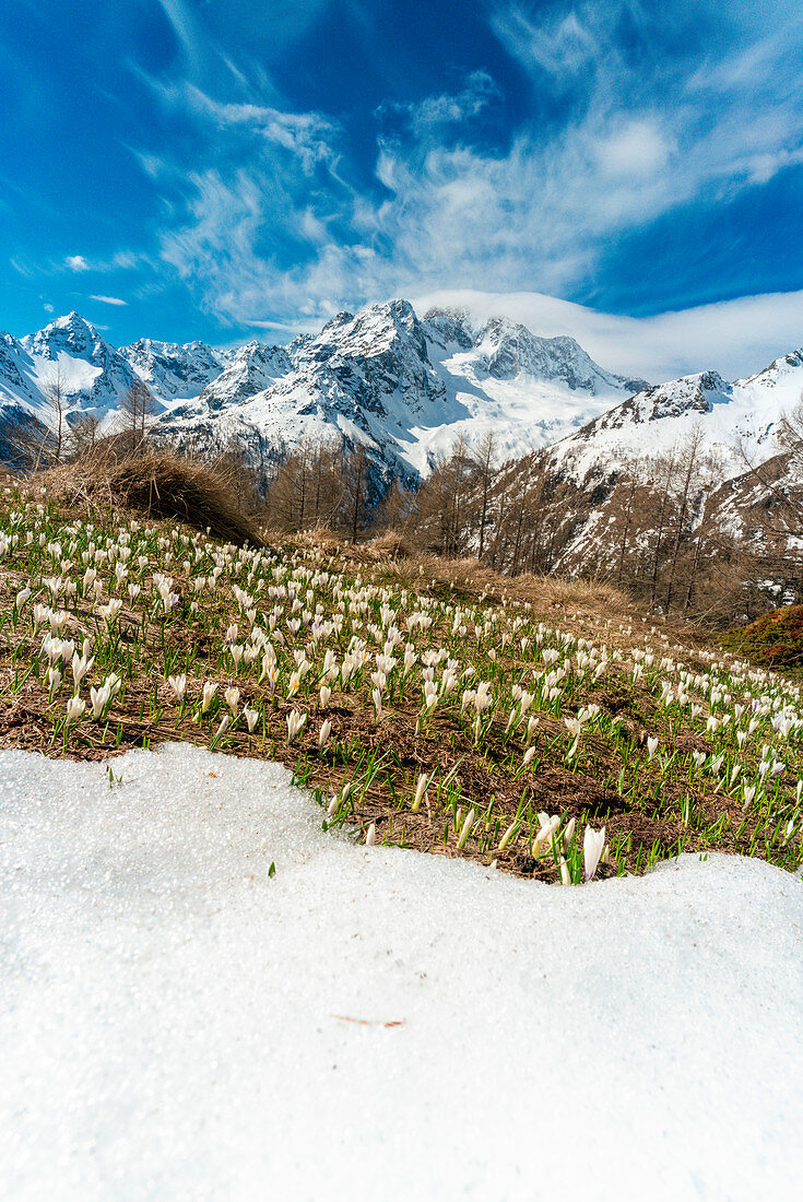 Crocus in bloom during spring, Alpe Oro, Valmalenco, Valtellina, Sondrio province, Lombardy, Italy, Europe
