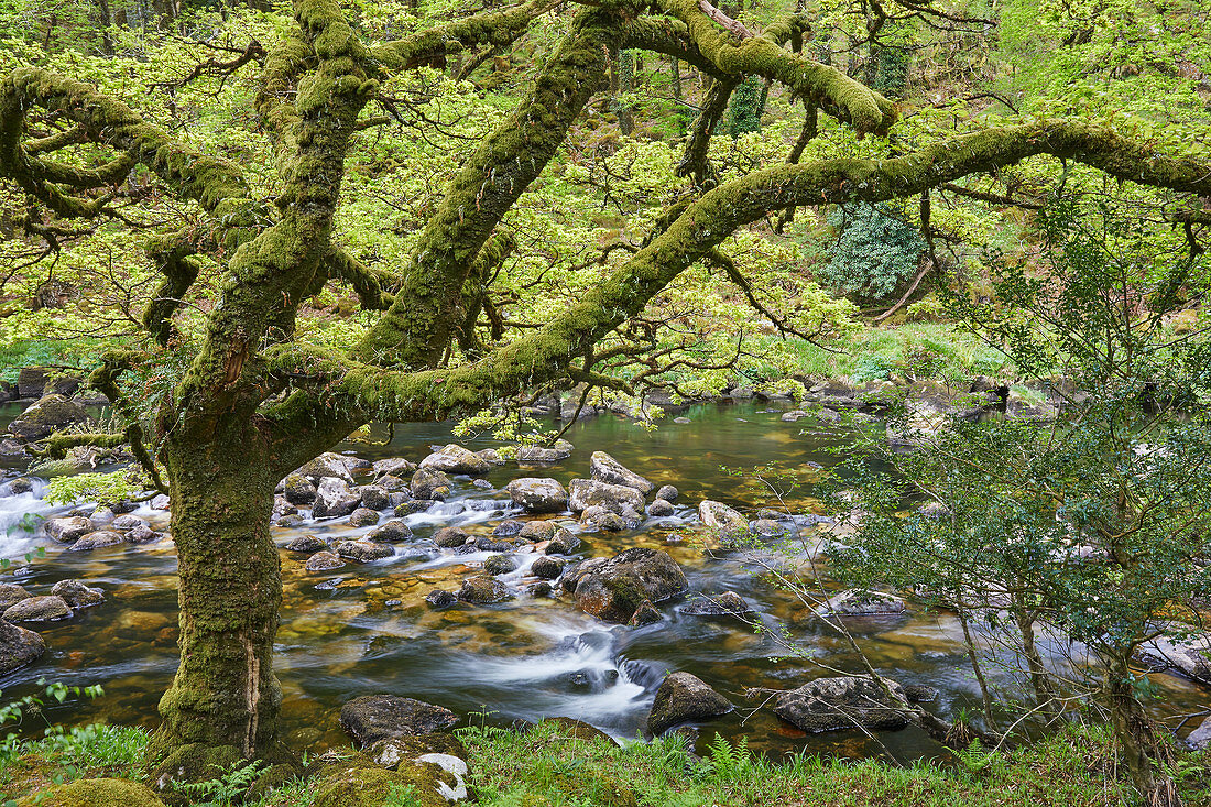 A woodland stream, the River Dart flowing through ancient oak woodland, in the heart of Dartmoor National Park, Devon, England, United Kingdom, Europe