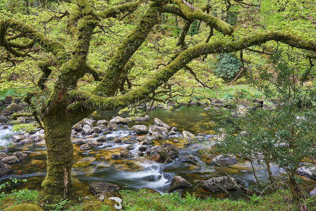 Ein Waldstrom, der Fluss Dart, der durch alte Eichenwälder fließt, im Herzen des Dartmoor-Nationalparks, Devon, England, Vereinigtes Königreich, Europa