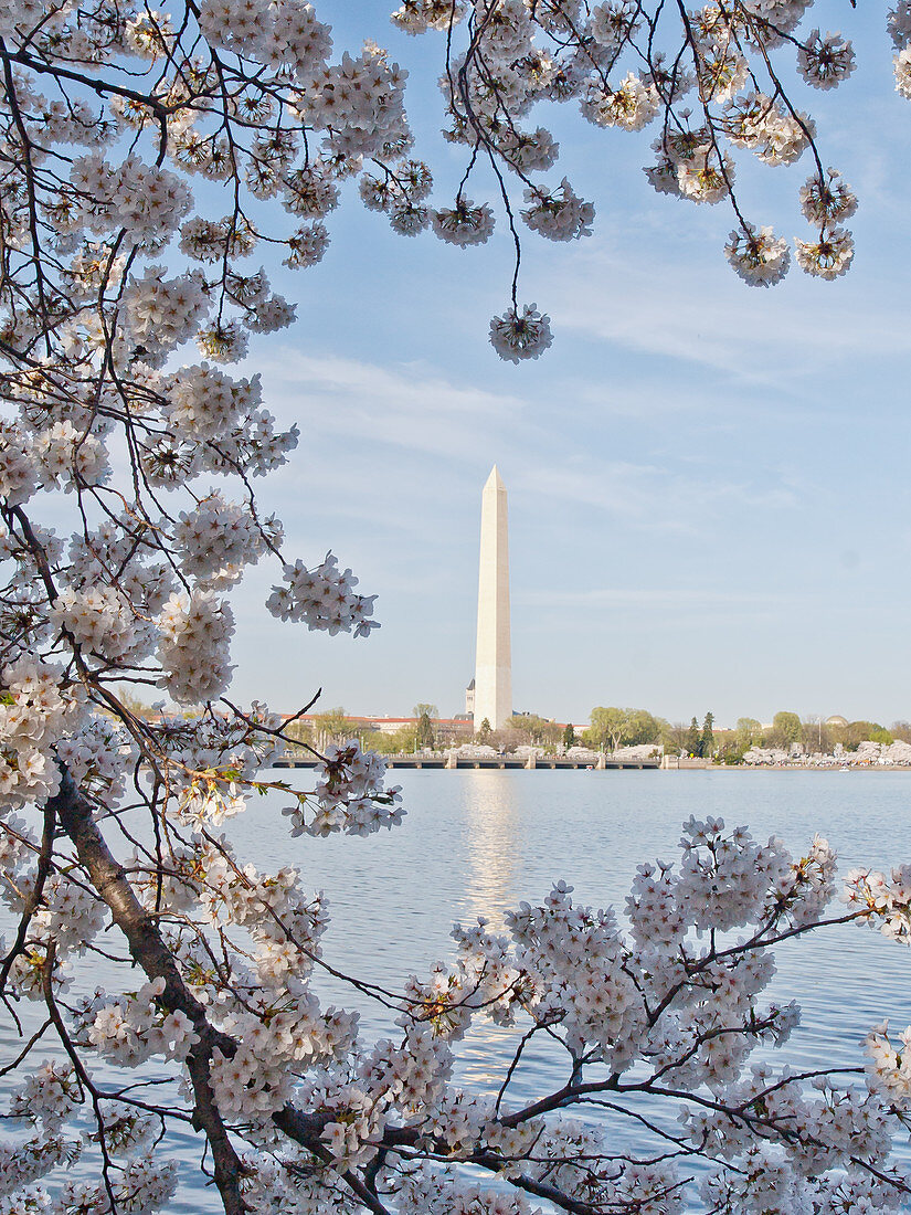 Cherry blossoms, Washington, DC, United States of America, North America