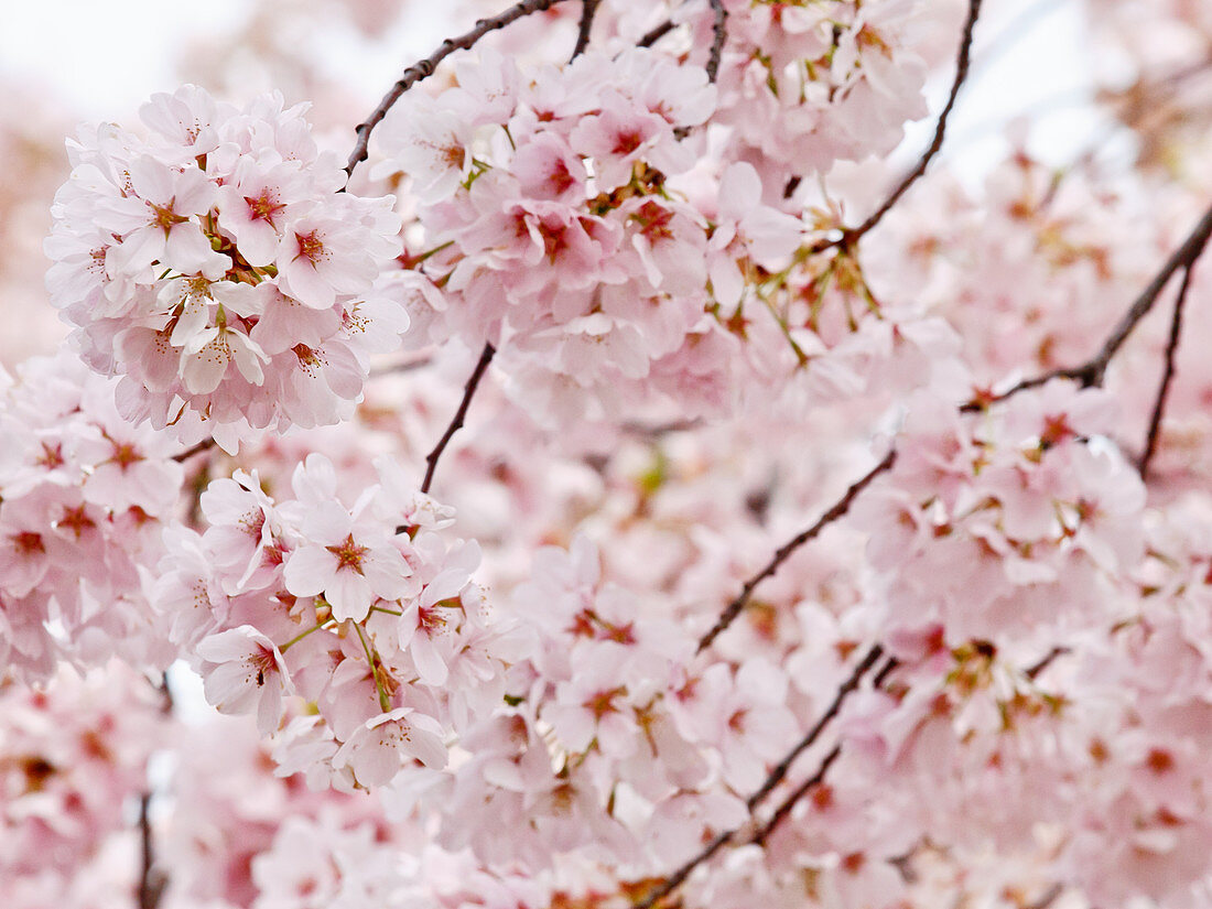 Cherry blossoms, Washington, DC, United States of America, North America