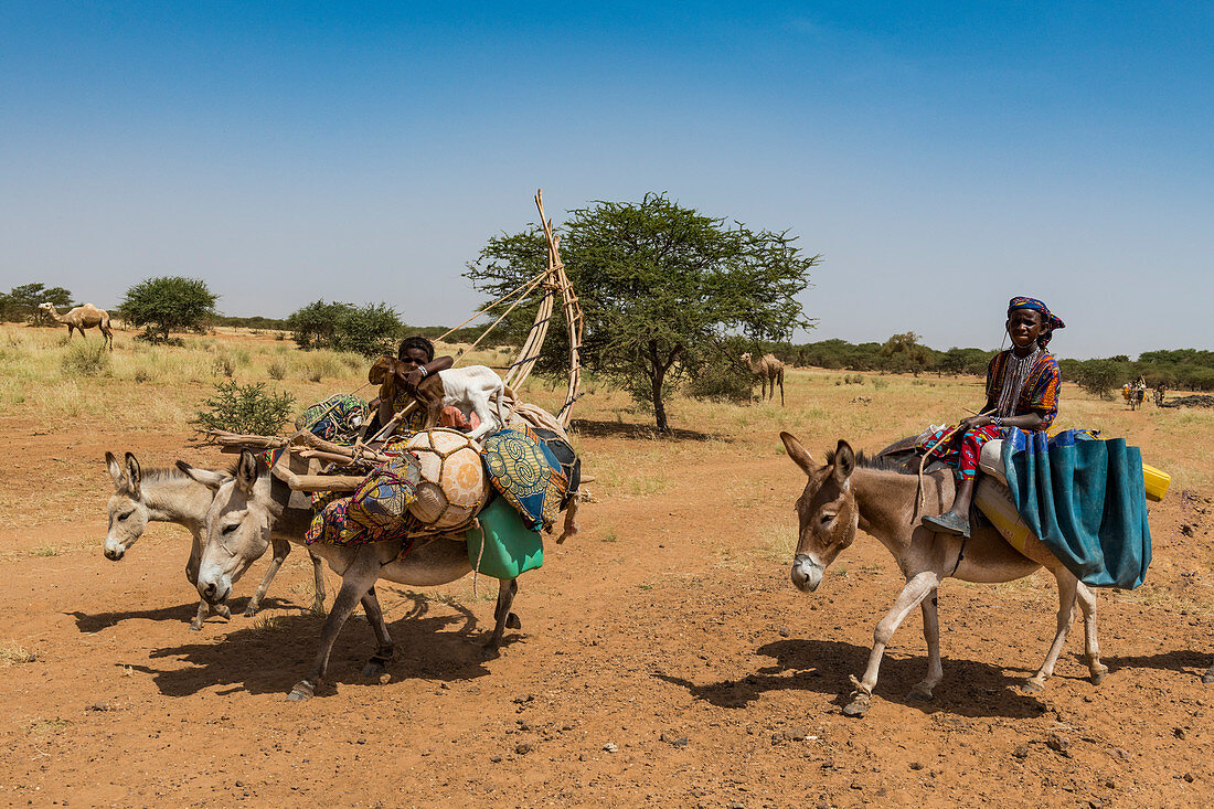 Karawane der Peul-Nomaden mit ihren Tieren in der Sahelzone von Niger, Westafrika, Afrika
