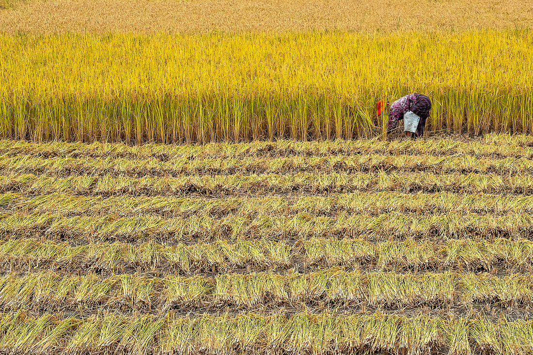 Alleinstehende Frau, die Reis erntet, Paro, Bhutan, Asien
