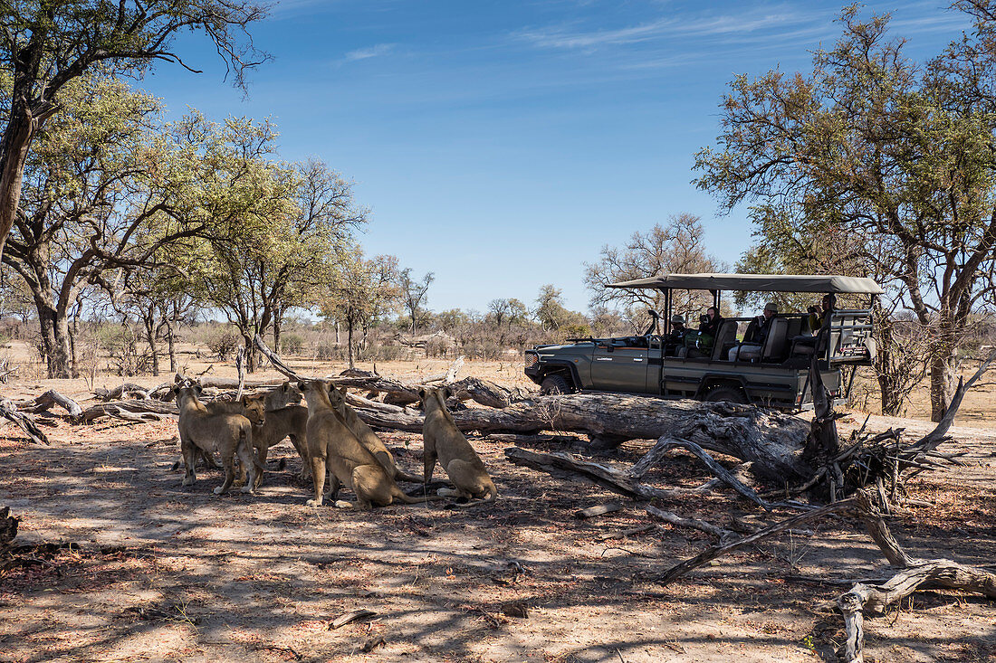 Lion pride (Panthera leo), resting near safari vehicle in Chobe National Park, Botswana, Africa