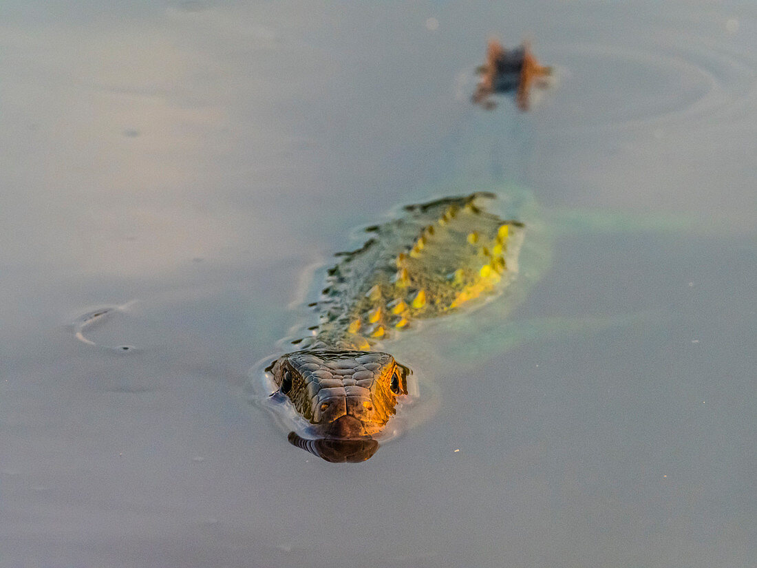 Adult northern caiman lizard (Dracaena guianensis), swimming the Rio Yanayacu, Amazon Basin, Loreto, Peru, South America
