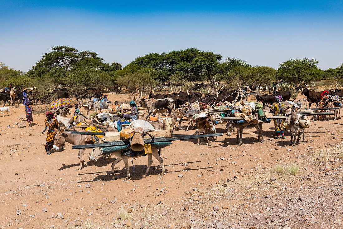 Karawane der Peul-Nomaden mit ihren Tieren in der Sahelzone von Niger, Westafrika, Afrika