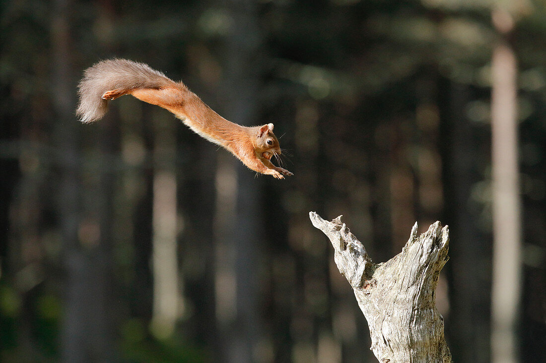 Eurasian Red Squirrel (Sciurus vulgaris), Scotland, United Kingdom, Europe