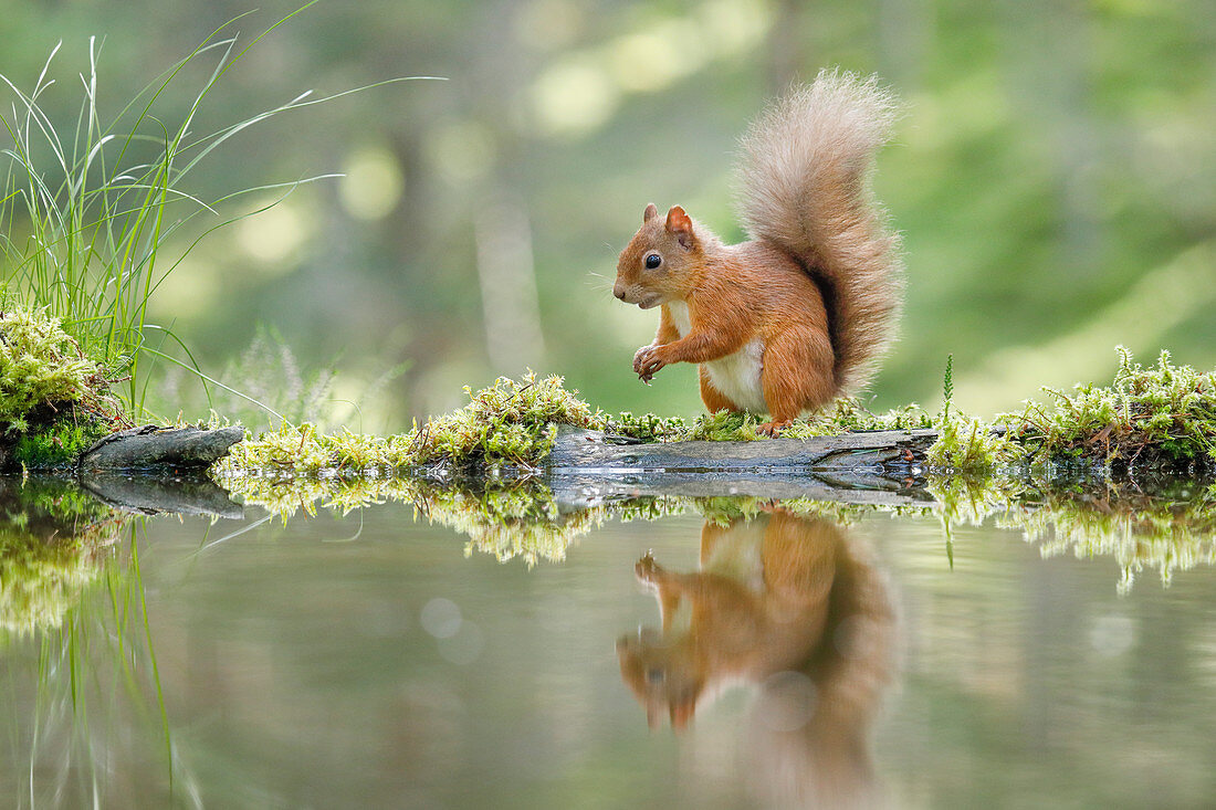 Eurasian Red Squirrel (Sciurus vulgaris), Scotland, United Kingdom, Europe