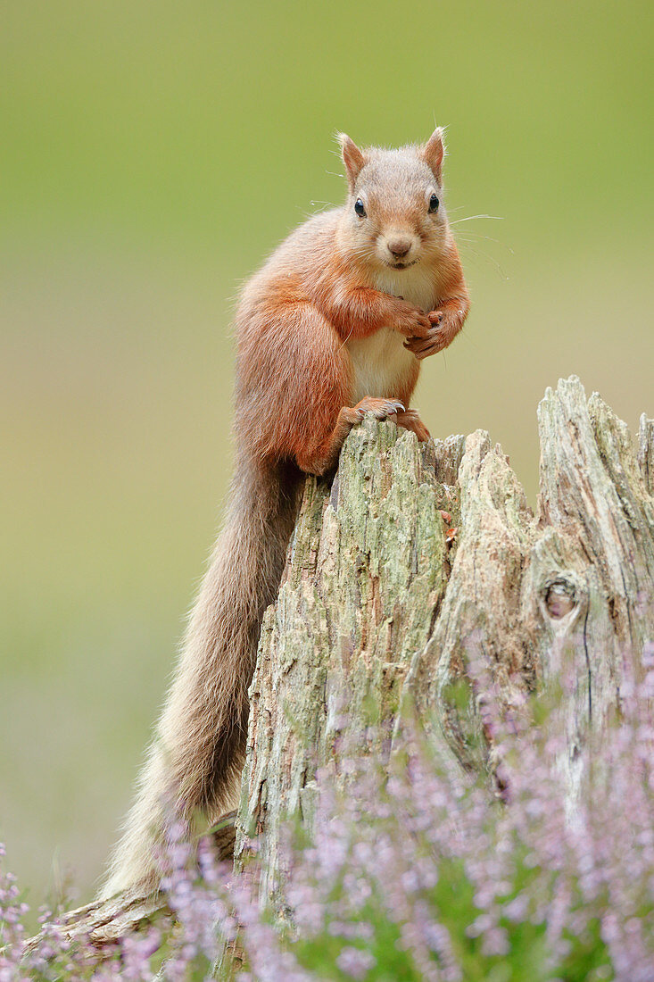 Eurasisches Eichhörnchen (Sciurus vulgaris), Schottland, Vereinigtes Königreich, Europa