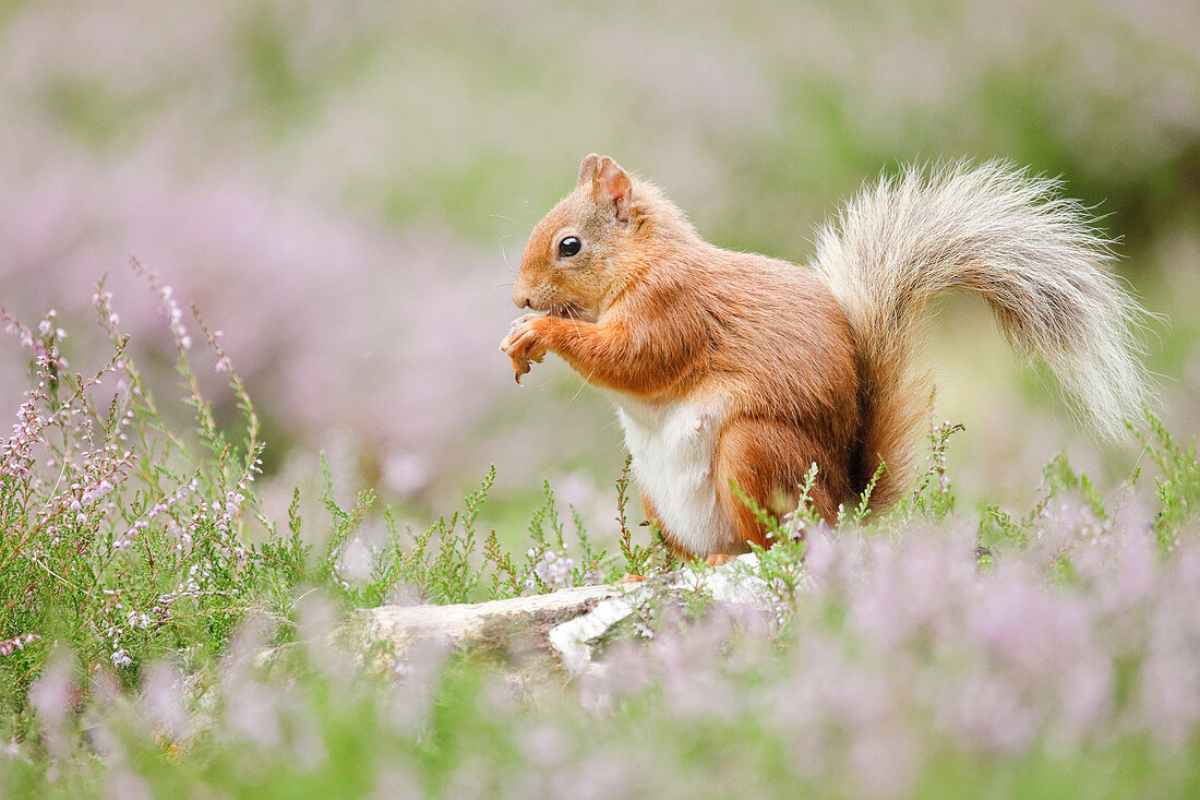 Eurasian Red Squirrel (Sciurus vulgaris), Scotland, United Kingdom, Europe